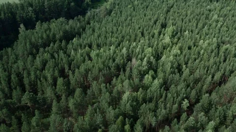 Aerial view of dense green conifer forest canopy in summer daylight landscape Stock Footage 336302298