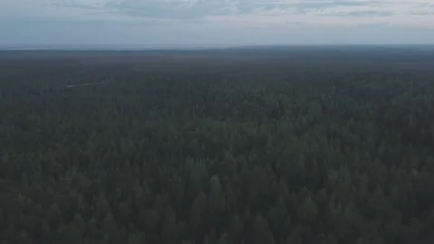 Aerial view of dense green forest stretching to the distant horizon Stock Footage 227929513