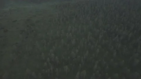 Aerial view of dense green forest with scattered trees in low light. Stock Footage 227930323
