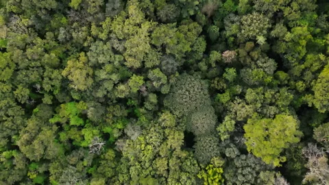 Aerial View of Dense Green Forest in Chapada dos Guimaraes National Park Stock Footage 310344492