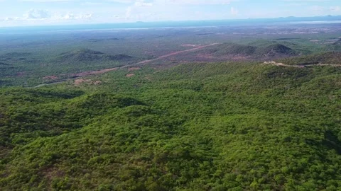 Aerial view of dense green forest covering rolling hills under a blue sky with Stock Footage 313314094