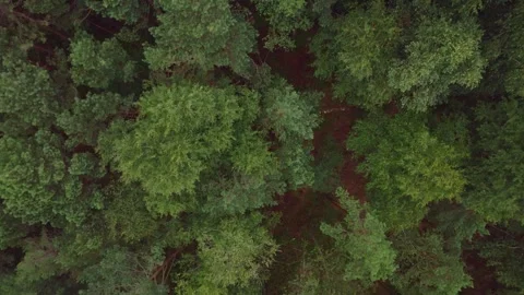 Aerial View of Dense Green Forest Canopy in Verkiai Regional Park Stock Footage 315780390