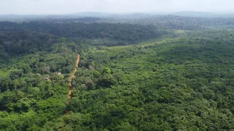 Aerial view of a dense green forest with a dirt road winding through it Stock Footage 321655596