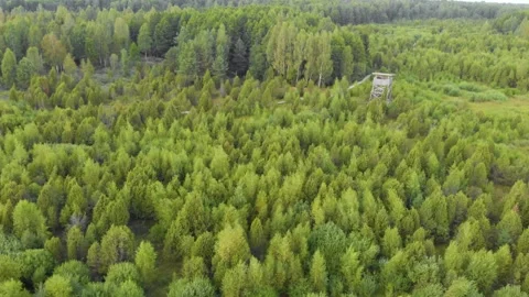 Aerial View of Dense Green Forest Landscape in Rural Lithuania with Observation Stock Footage 321757051