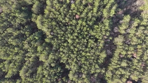 Aerial View of Dense Green Forest Canopy in Soft Natural Light Stock Footage 324889586