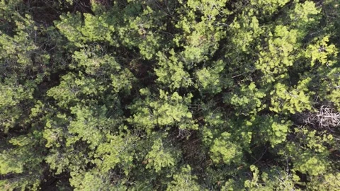 Aerial View of Dense Green Forest Canopy in Soft Natural Light Stock Footage 324889609