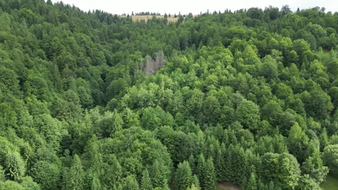 Aerial view of dense green forest covering mountain hillside in summer Video stock 325819717