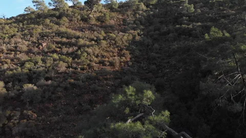 Aerial view of the dense green forest on a mountainside near the turquoise sea Stock-Footage 331163957