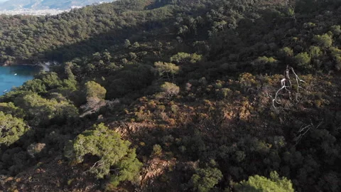 Aerial view of the dense green forest on a mountainside near the turquoise sea Vídeos de archivo 331165973