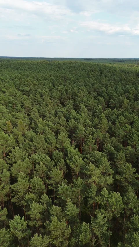 Aerial view of dense green forest landscape Stock Footage 331338385