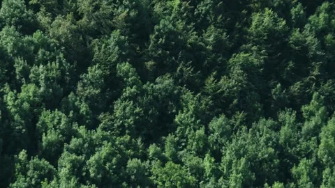 Aerial view of dense green forest canopy in summer from above Stock Footage 332839406