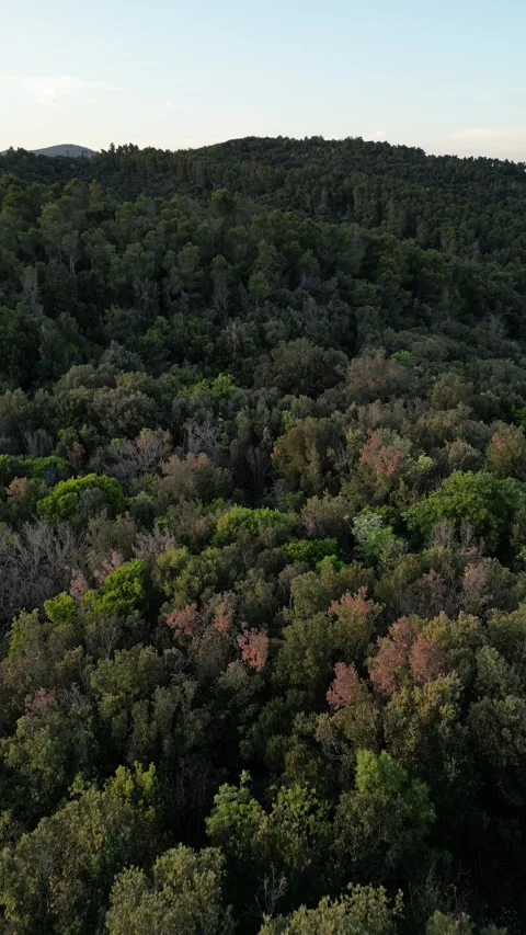 Aerial View of Dense Green Forest and Hills in Tuscany, Grosseto, Italy Video stock 335825393