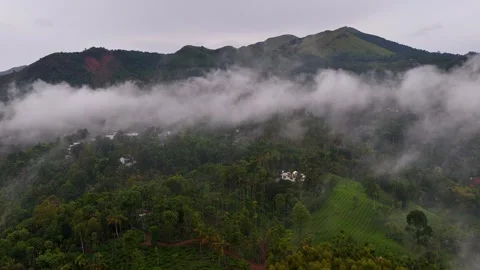 Aerial View of Dense Green Forest Beneath Low Hanging Clouds and Mist Stock Footage 341309597