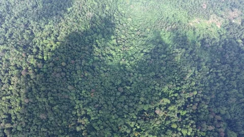 Aerial view of dense green forest with shadows and sunlight interplay Vídeos de archivo 344820858