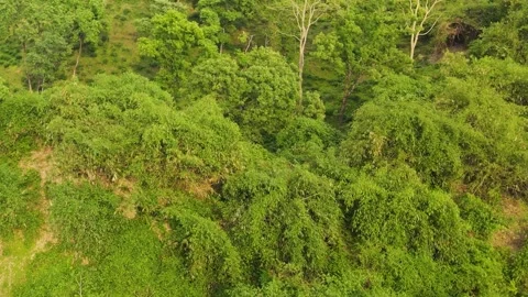 Aerial View of Dense Green Forest Canopy with Shrubs and Trees in Daylight Stock Footage 346674607