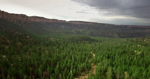 Aerial view of a dense green pine forest at the bottom of a large canyon Video stock 118643655