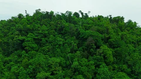 Aerial view of dense green tropical rainforest and jungle covering rolling hills Stock Footage 324098070