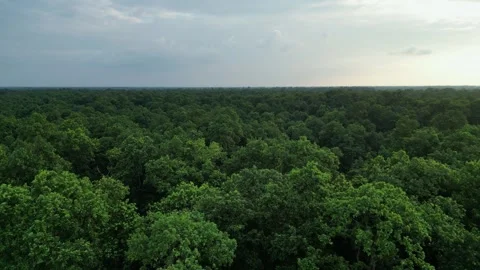 Aerial View of Dense Green Tropical Forest Canopy Under Overcast Sky Stock Footage 341827772