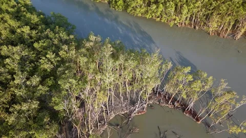 Aerial view of dense mangrove forest along winding river in natural wetland Stockbeeldmateriaal 337998950