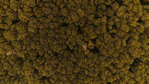 Aerial view of dense mixed forest. 4K. Stock Footage 109940904