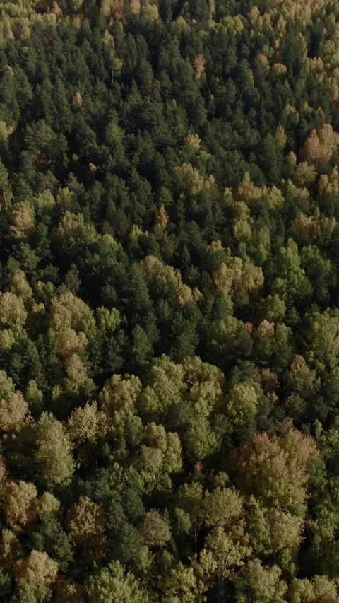 Aerial view of dense mixed forest canopy with early autumn colors in daylight Video stock 335663986