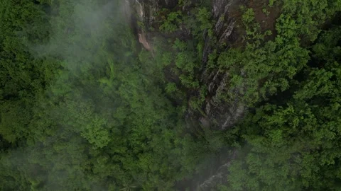 Aerial view of Dense natural forest on mountain hills with morning mist Video stock 290984657