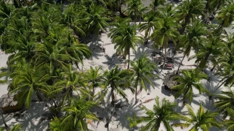 Aerial View of Dense Palm Canopy and Sandy Resort Paths, Dominican Republic Video stock 347677066
