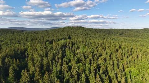 Aerial view of dense pine canopy stretching across rolling forest terrain t.. Stock Photos