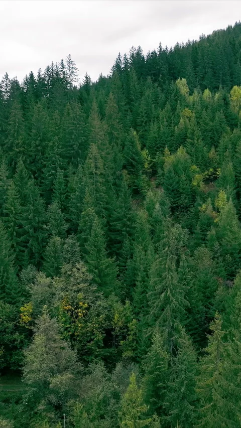 Aerial view of a dense pine forest stretches into the distance with misty Stock Footage 310553804