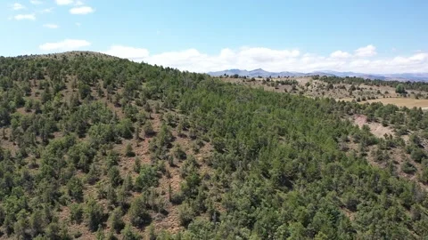 Aerial View Of Dense Pine Forest On Hillside In Akincilar District Sivas Turkey Stock Footage 324564192