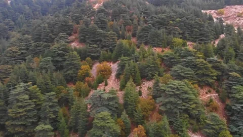 Aerial View of Dense Pine Forest on Mountain Slope in Autumn Colors 스톡 동영상 331101567