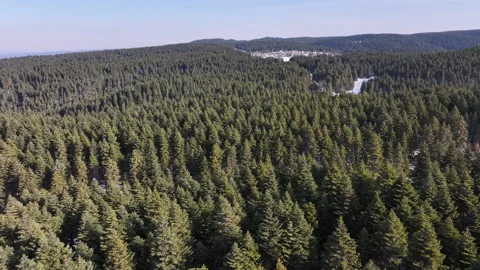 Aerial view of a dense pine forest and a building covered in snow during winter Stock Footage 332717557