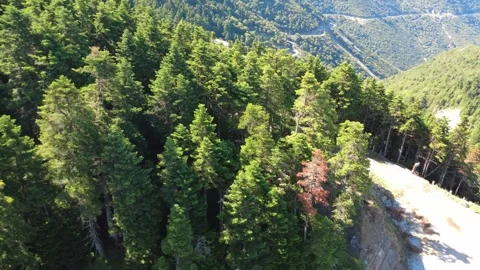 Aerial view of dense pine forest canopy with mountain trail below Stock Footage 343946821