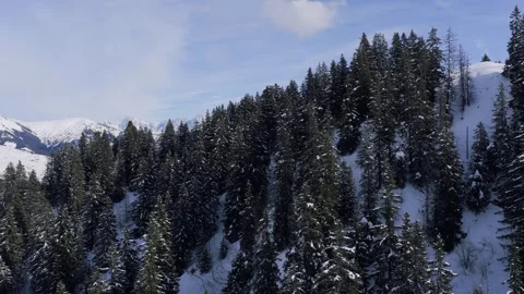 Aerial view of a dense pine forest covered in snow on a mountain slope, with the Stock Footage 346666830
