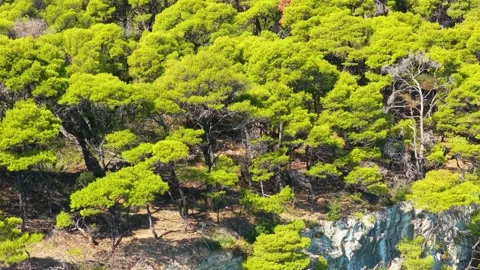 Aerial view of a dense pine forest growing on top of a rocky cliff in Alonnisos Stock Footage 346692165