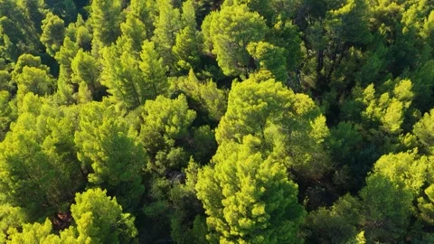 Aerial view of a dense pine forest canopy on Alonnisos, an island in the Stock Footage 346717974
