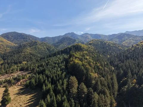 Aerial view of dense pine forest covering mountain ridges Stock Photos