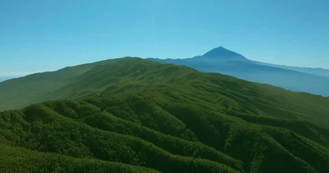 Aerial view. Dense pine tree forest on Tenerife on the background of the volcano Stock Footage 125380234