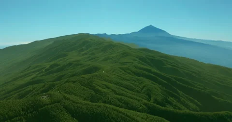 Aerial view. Dense pine tree forest on Tenerife on the background of the volcano Vídeo Stock 141034500