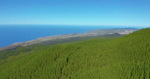 Aerial view dense pine tree forest on Tenerife with a glimpse of distant coastal Vídeo Stock 141115238