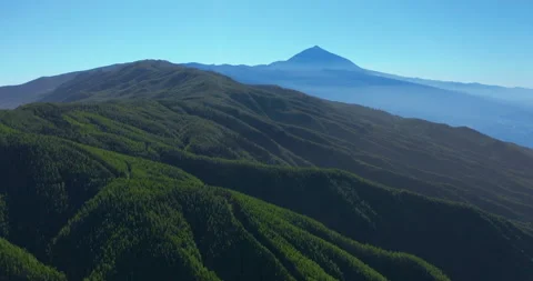 Aerial view. Dense pine tree forest on Tenerife on the background of the volcano 動画素材 141278594