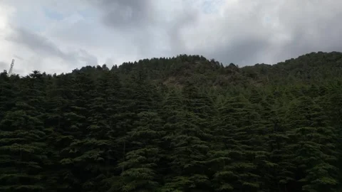 Aerial View of Dense Pine Trees in Mountain Forest – 4K Drone Shot Video stock 313382877