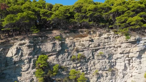Aerial view of dense pine trees growing atop and along steep, rugged limestone Stock Footage 346720355