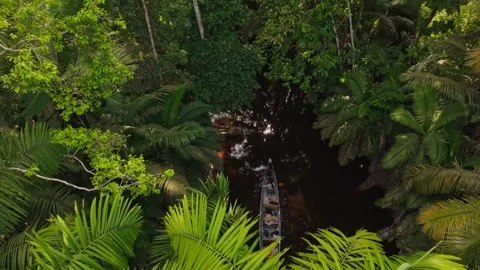 Aerial view of dense rainforest embracing winding river, tourists paddling canoe 스톡 동영상 308400397