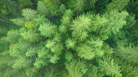 Aerial View of Dense Spruce Forest in Ukraine Видео 100302990
