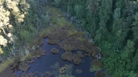 Aerial View of Dense Temperate Rainforest and Swamp in Southern Chile Stock Footage 310562568
