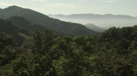 Aerial View of A Dense Tree Forest 2 Stock-Footage 19320067