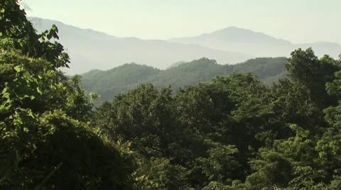 Aerial View of A Dense Tree Forest Video stock 19320109