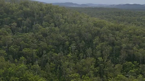 Aerial View of Dense Tropical Forest Canopy Stock Footage 341617694