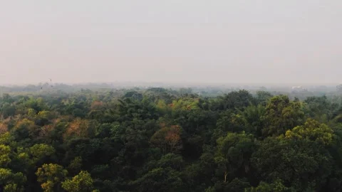 Aerial view of dense tropical forest Stock Footage 345833405